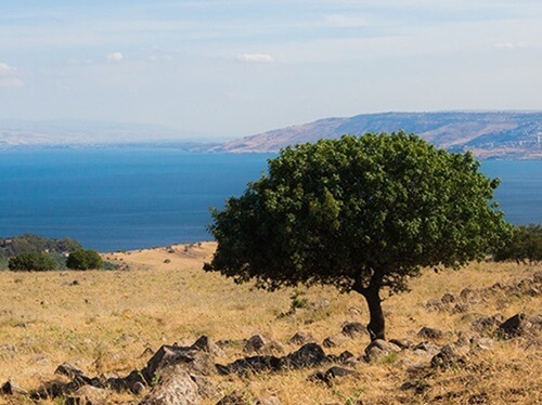 ורד הגליל- חוות סוסים